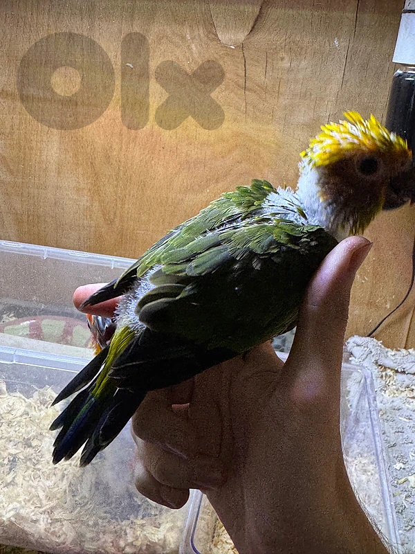 Sun Conure