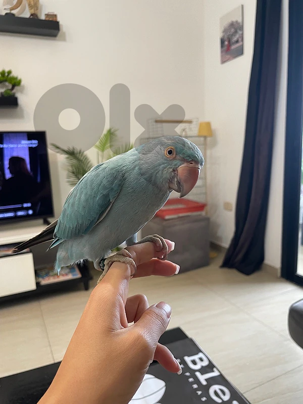 Ringneck Parrot - مروض