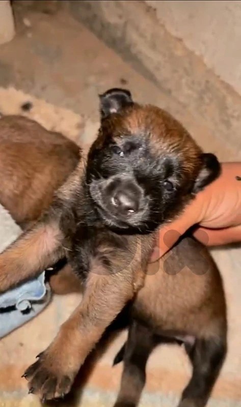 malinois puppy
