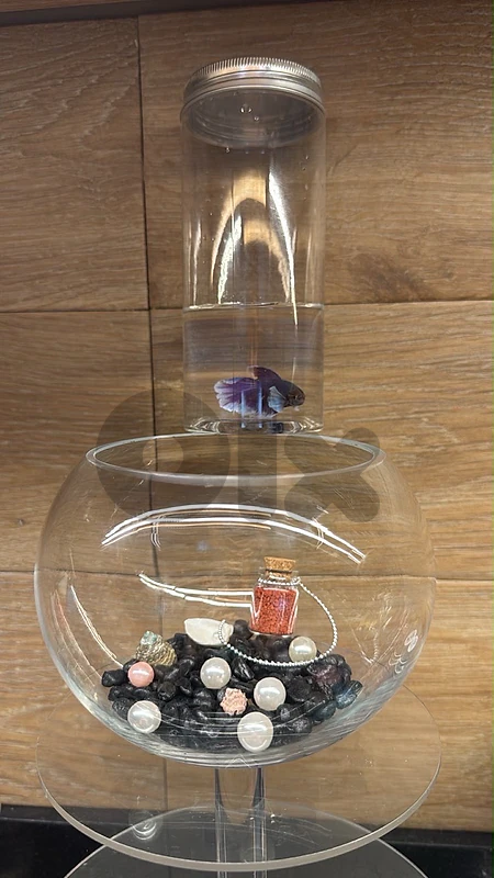 beta fish