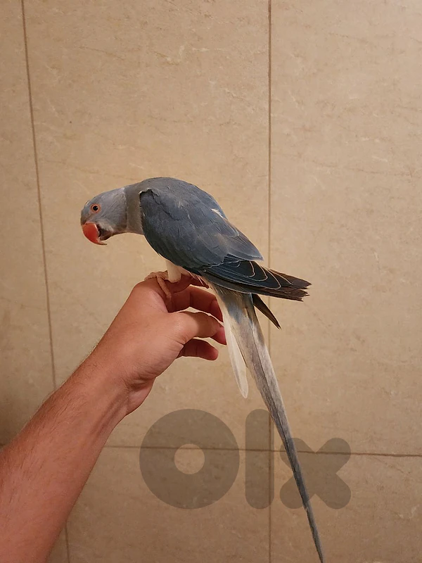 Friendly Tamed  Indian Ringneck Parrot dora ببغاء دره