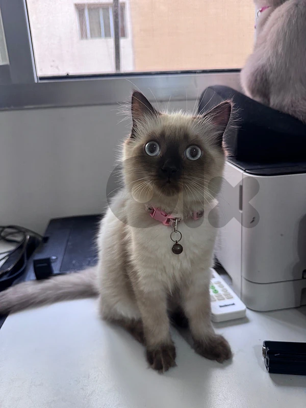 Siamese Himalayan kittens