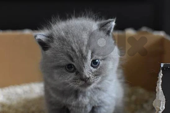 gray scottish folds and british straights