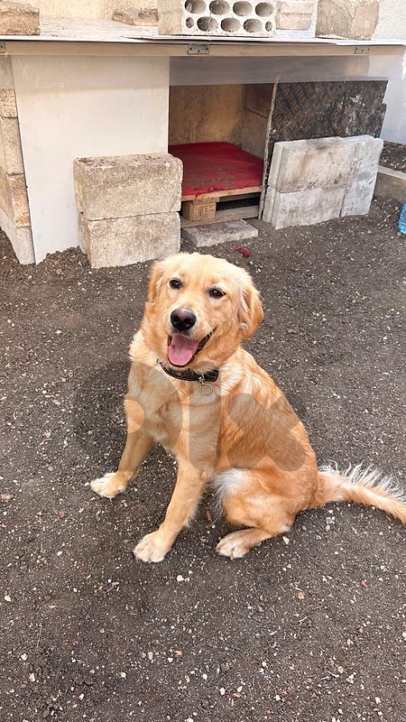 golden retrivier for adoption