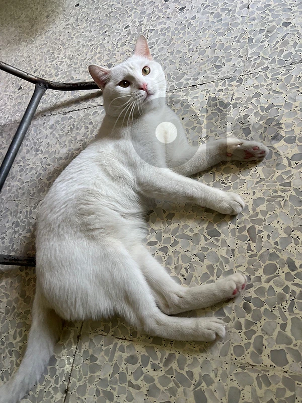 male mature cat ready for marriage