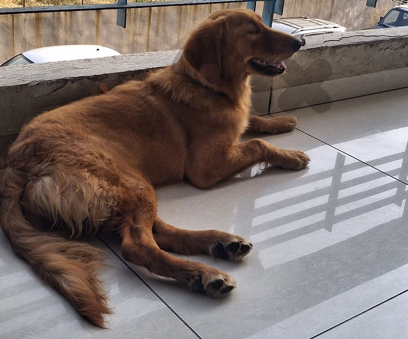 female puppy
