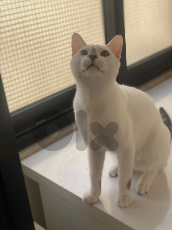 Yuki, 6 months old White Kitten for Adoption. Neutered/Vaccinated
