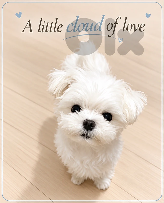 Adorable mini Bichon puppy available in store & delivery كلب