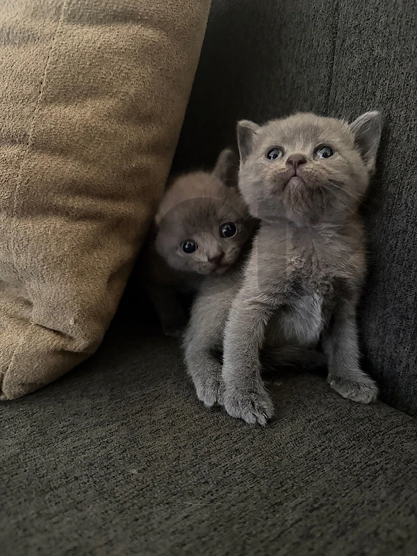 2 Female Kittens for Sale in Lebanon