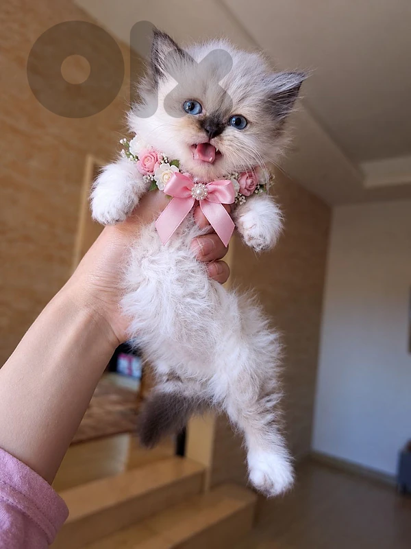 kitten for sale