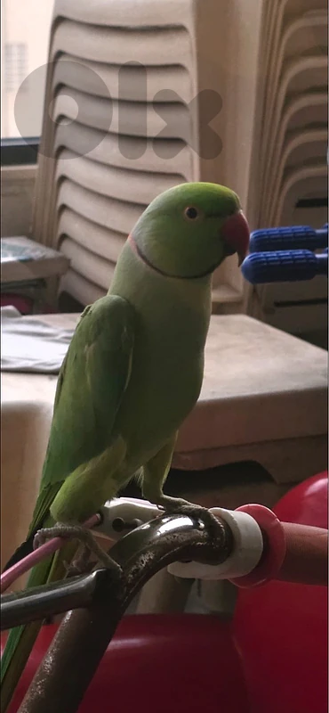 Indian parrot