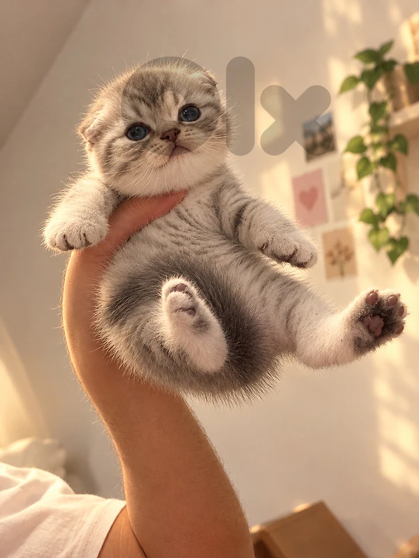 scottish Fold short hair kitten available