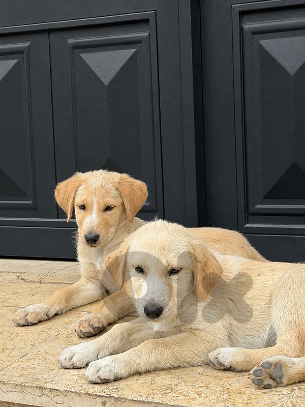 labrador retriever
