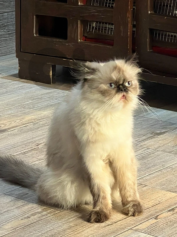 For Adoption