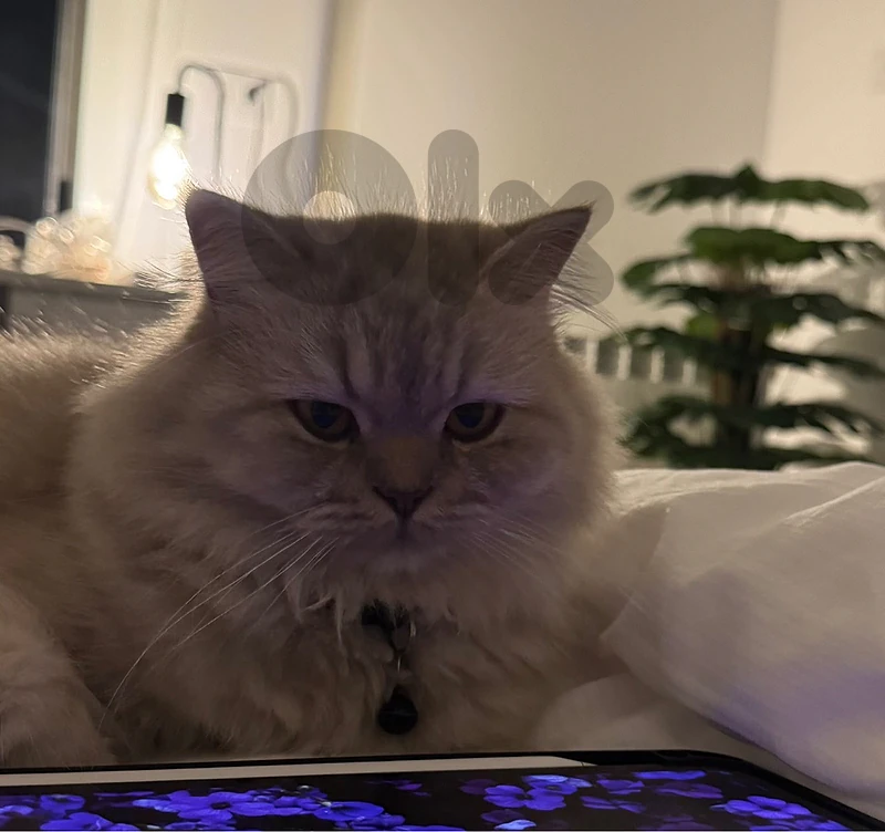 persian mix cat
