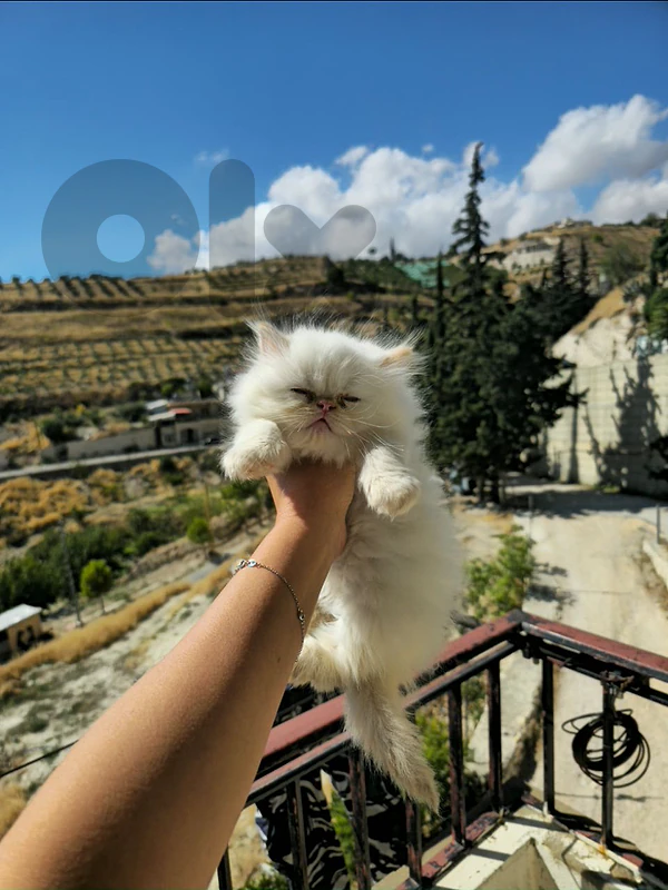 البقاع او بعبدا