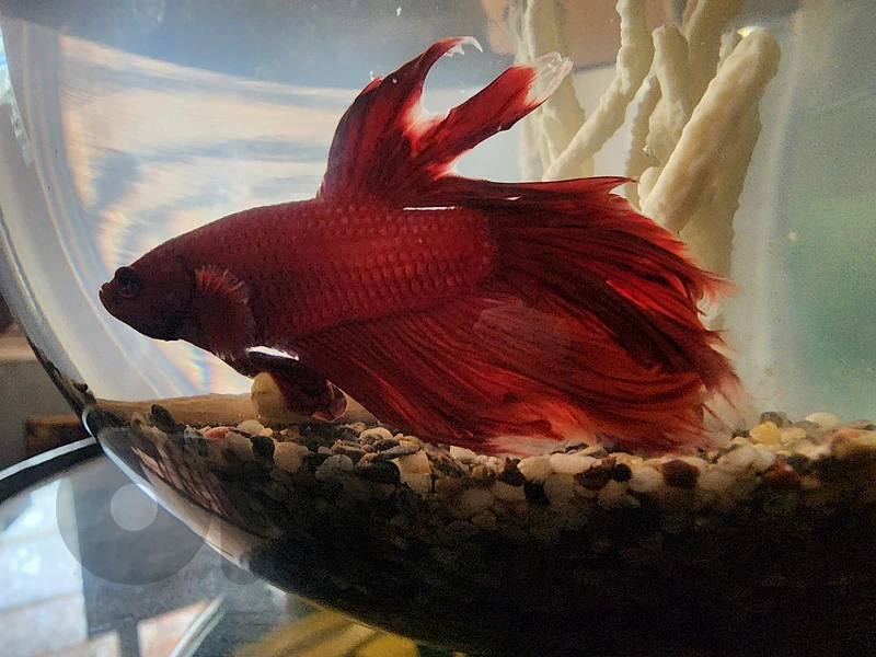 fish fighter betta
