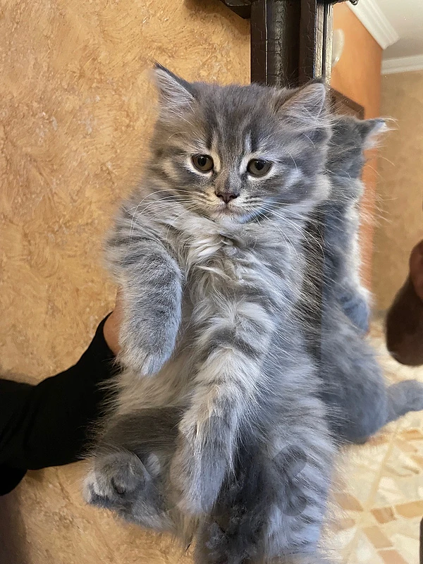 scottish cat
