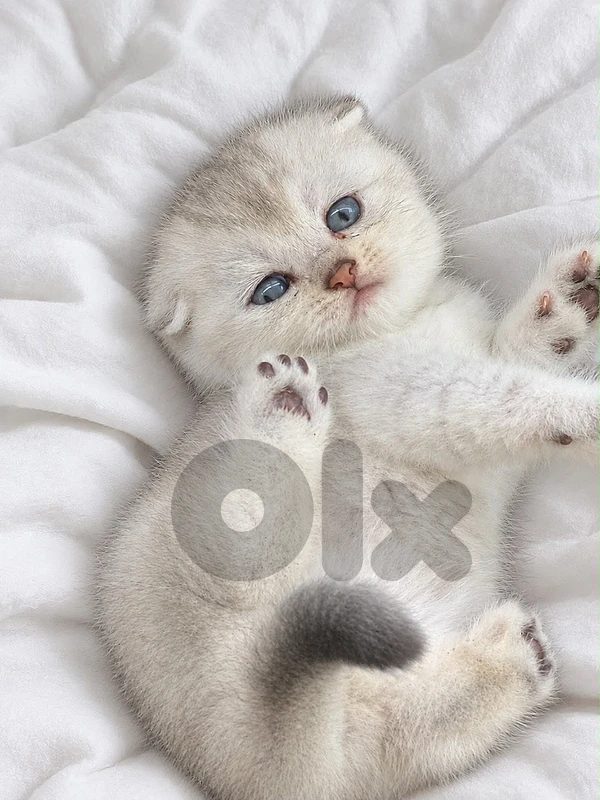 scottish chanchilla male للتواصل واتساب 81686679 scottish chanchilla male للتواصل واتساب 81686679