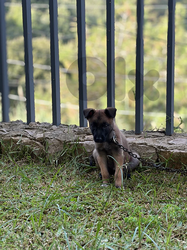 belgian malinois