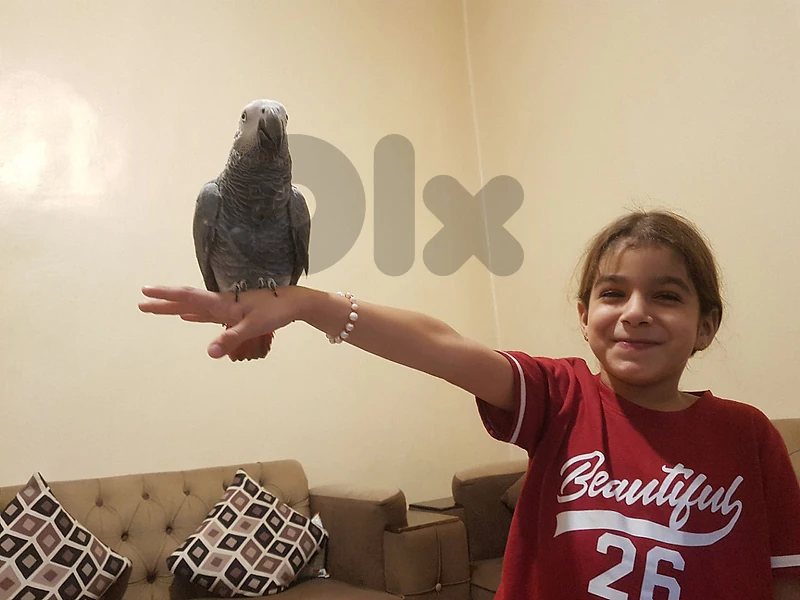 فرخ كاسكو  عين زيتونيه اول حكيم عائل متكلم بيطلع الايد وعلى الكتف