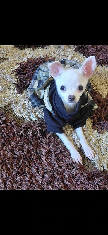 chiwawa ktir mahdoume