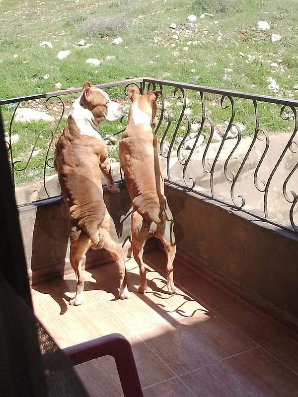 pitbull / americanbully