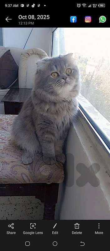 adoption cat