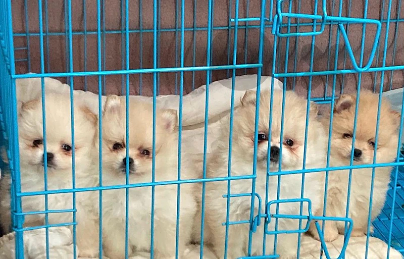 Pomeranian male and female toy face teacup 70993656
