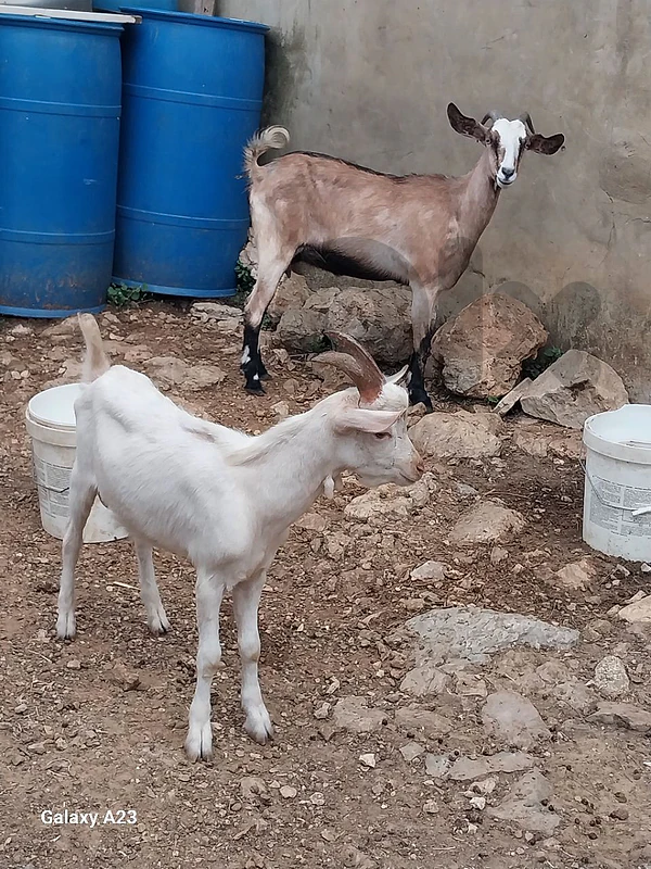 لذويقة عنزة بلاك البين اول بطن