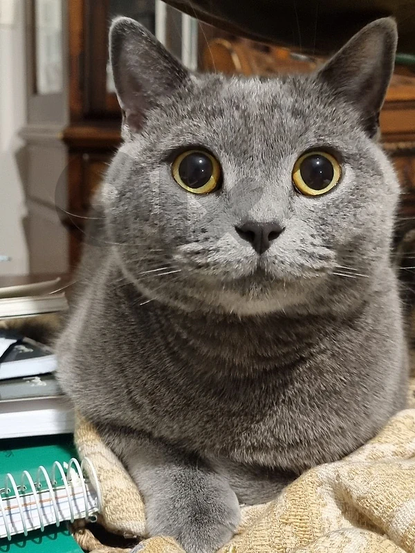 For adoption