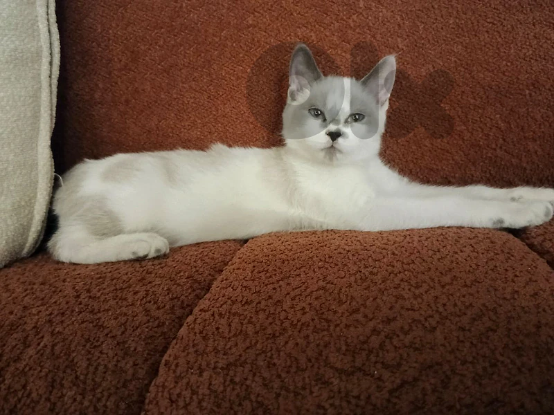 Purebred Ragdoll Kitten for Sale 🐱