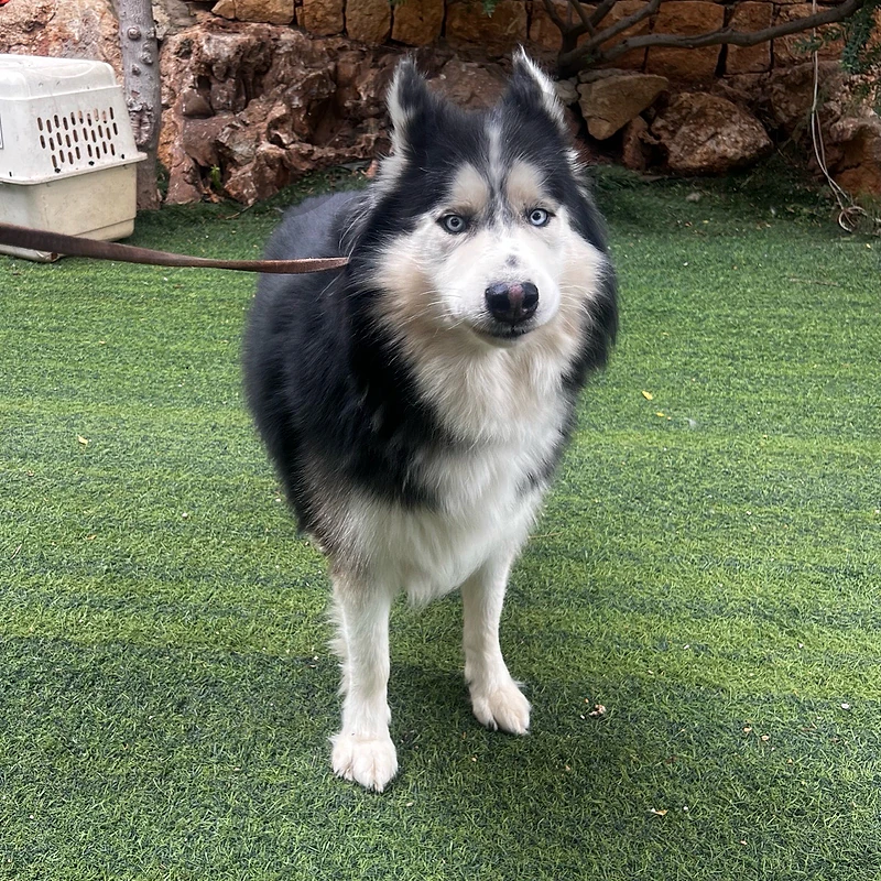 alaskan malamute male adoption