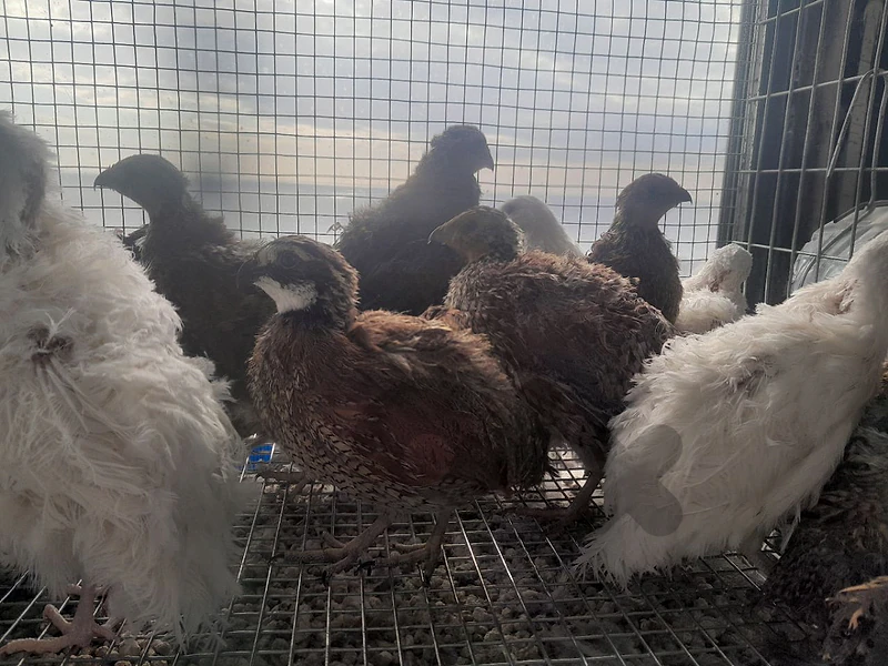 bobwhite فري بوب ويت