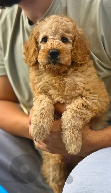 Toy poodle