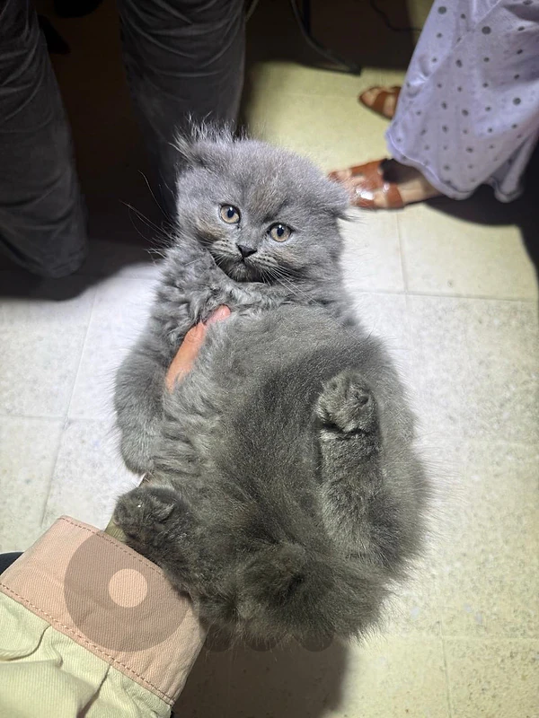cat for sale