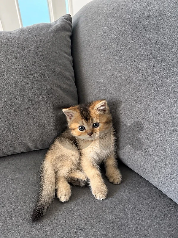 kitten