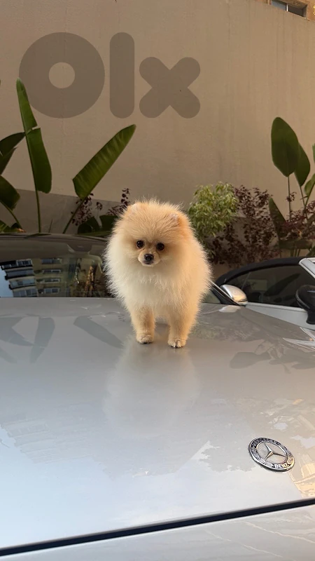 white pomeranian male puppy