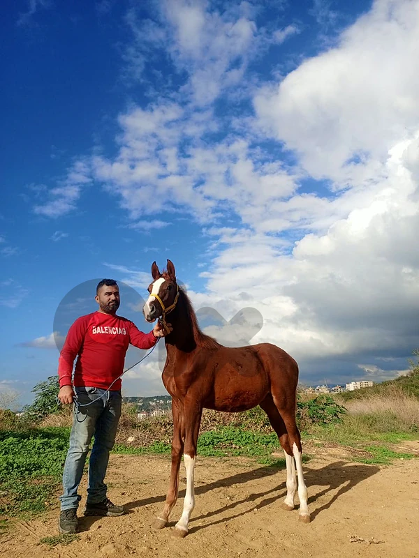 مهر ذكر