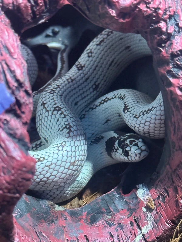 california king snake