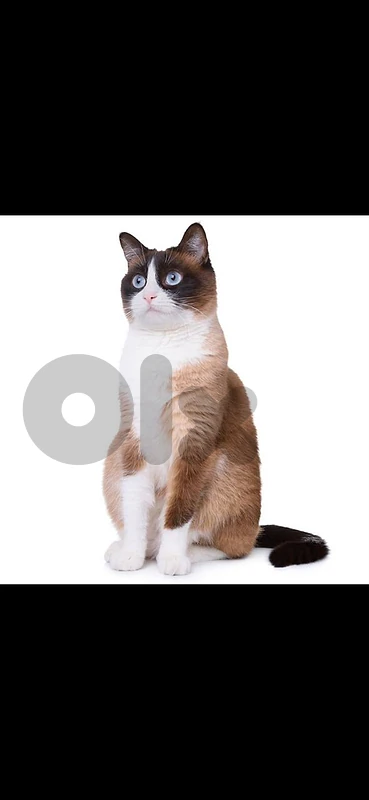 snow shoe cats