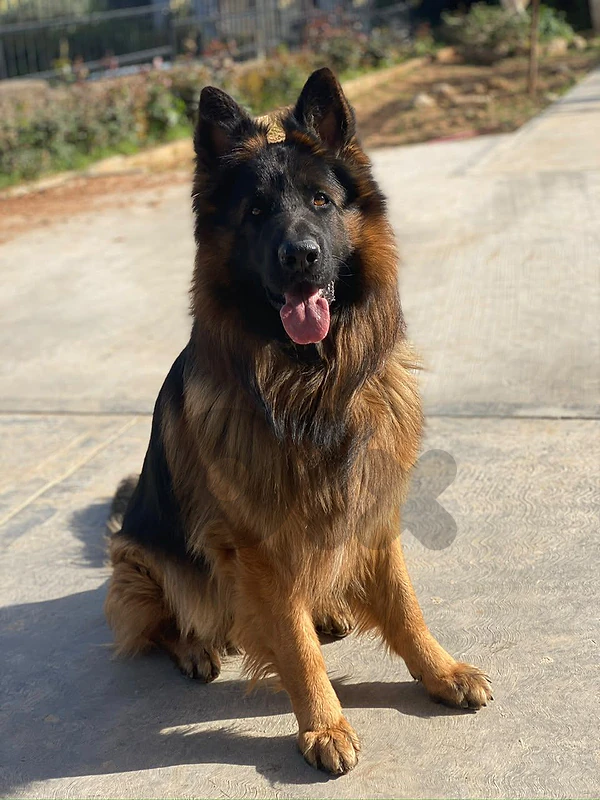 germane shepherd