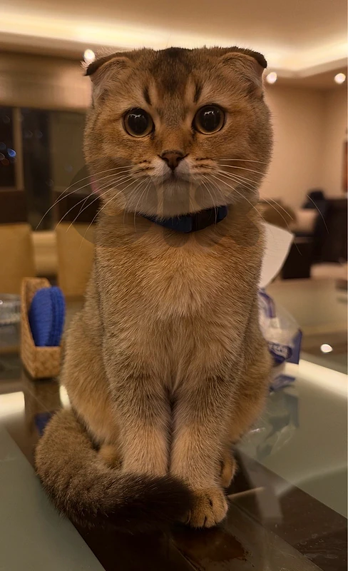 Imported Pure Breed Golden Chinchilla Male cat with passport Imported Pure Breed Golden Chinchilla Male cat with passport