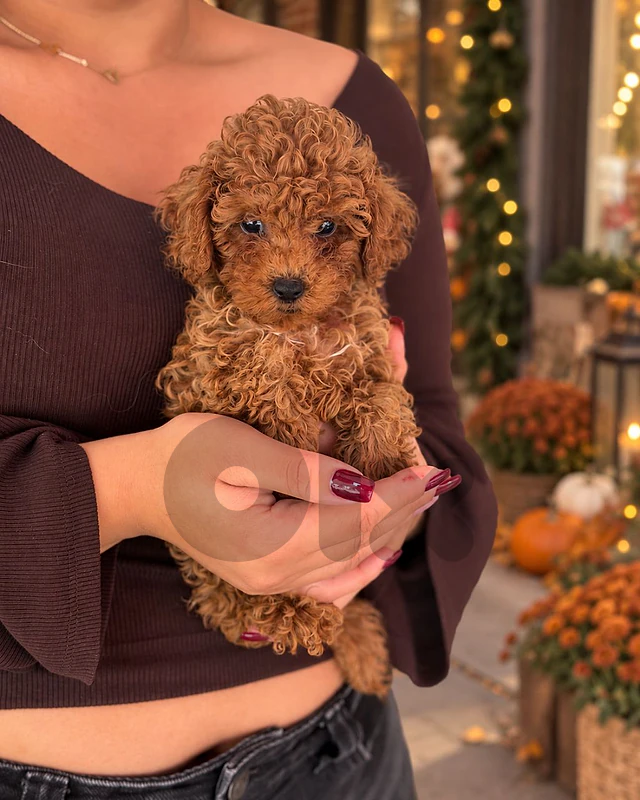 Our Beautiful Poodle Puppies/Available in Store/Delivery/كلاب