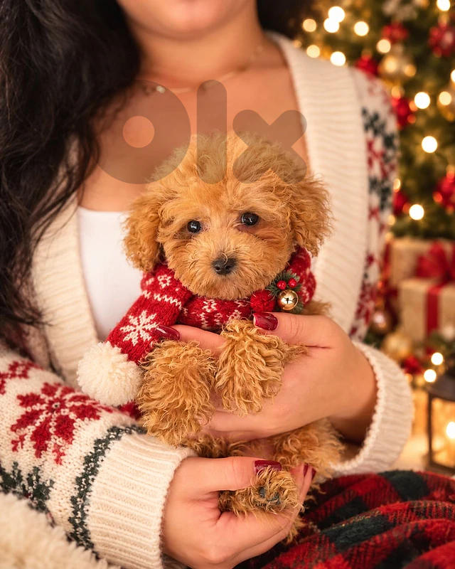 Maltipoo Puppies Available/Dog/كلاب/Imported/ Delivery