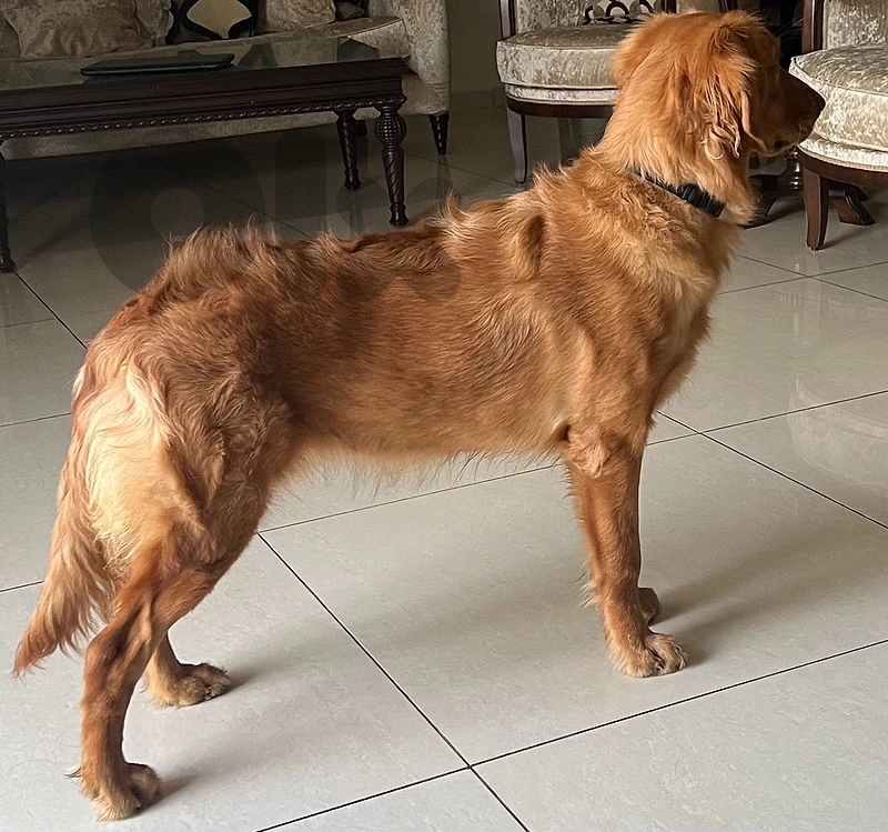 Golden Retreiver
