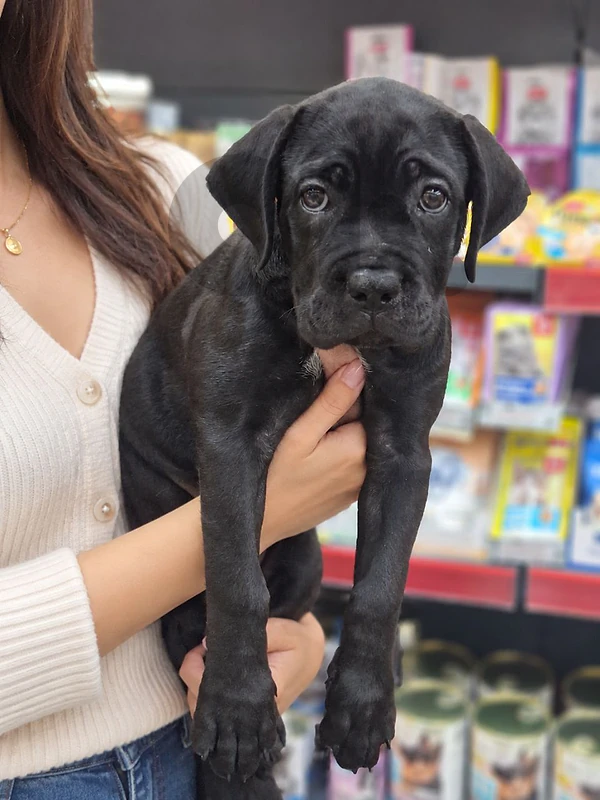 Majestic Cane Corso Puppies Available in Store & Delivery