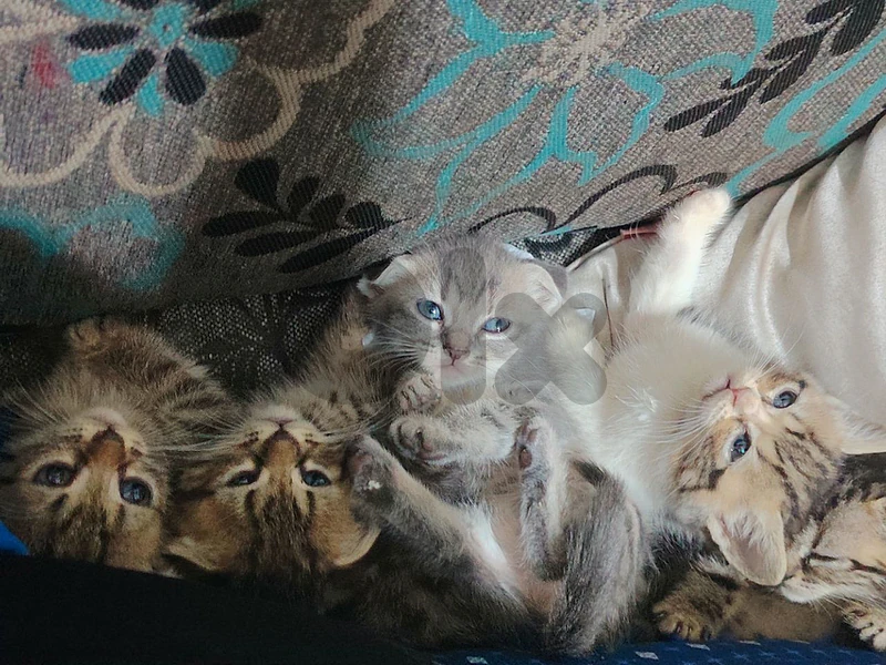 Scottisch fold kittens Scottisch fold kittens