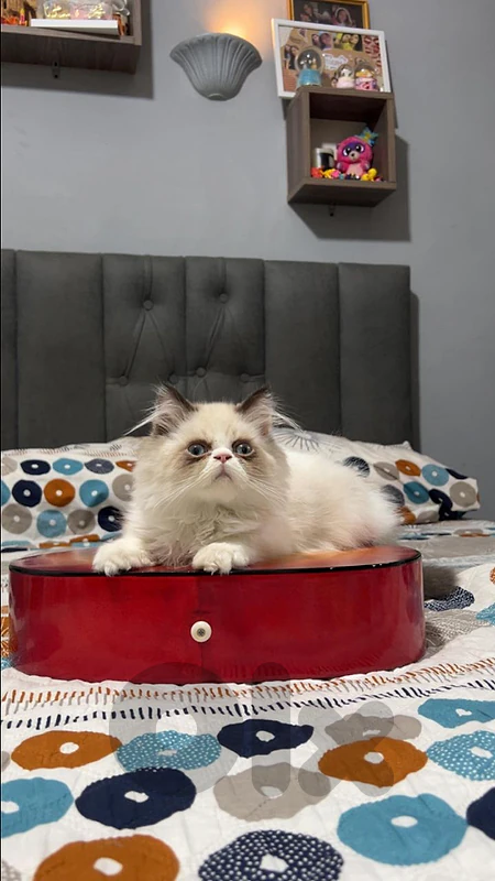 ragdoll male 3 month
