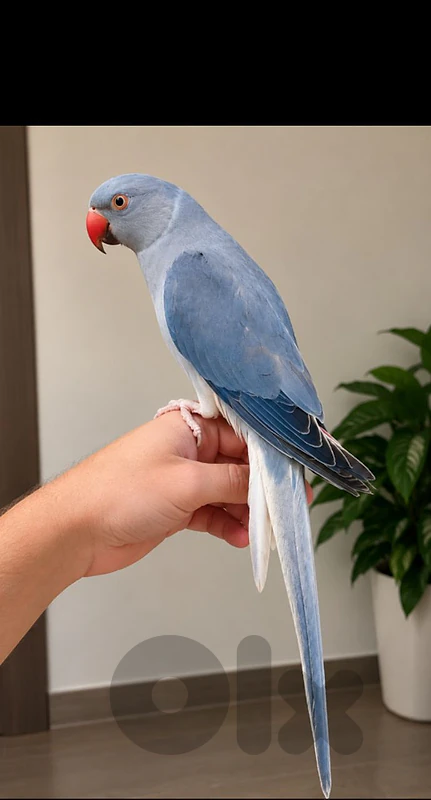 Friendly Tamed  Indian Ringneck Parrot dora ببغاء دره